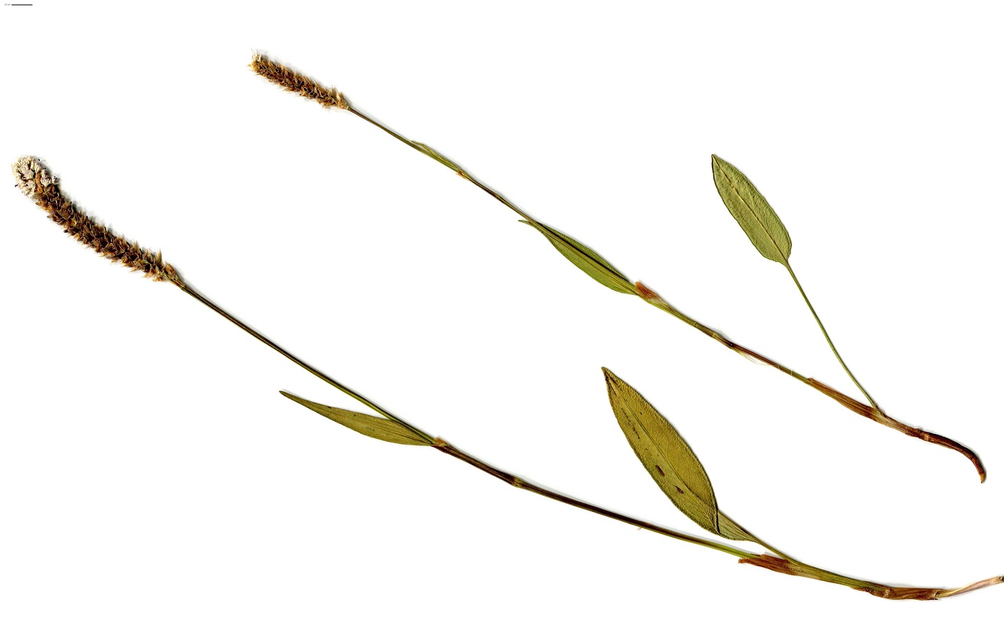 Bistorta vivipara (Polygonaceae)